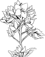 菜の花線画